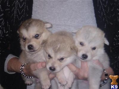 Wolf Dog Puppies for Sale
